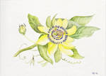 Passiflora caerulea by migas90
