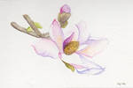 Magnolia x soulangiana by migas90