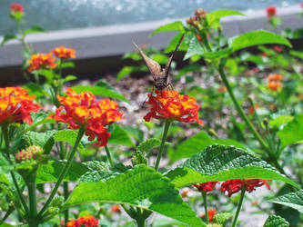 moth or ugly butterfly?