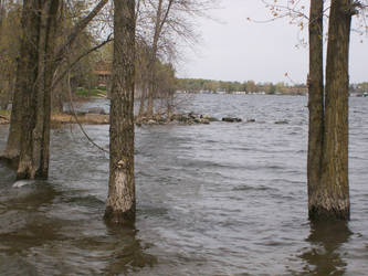 Trees in the Water