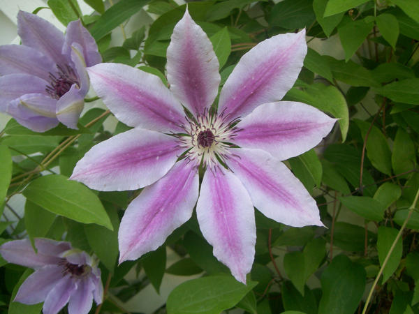 Pink+Purple Hibiscus