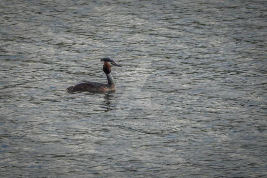 Great crested grebe