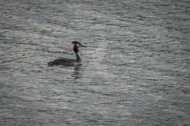 Great crested grebe