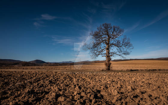 Loneliness