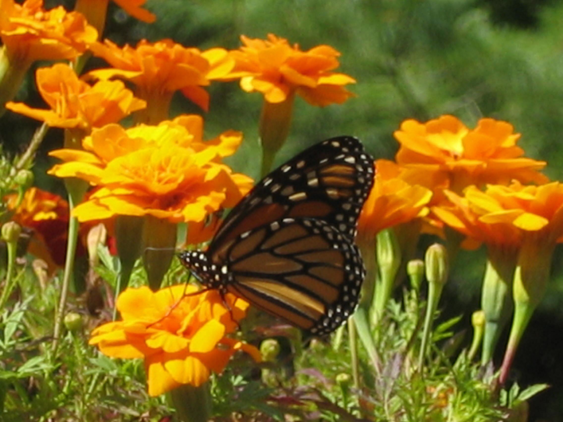 orange flower butterfly