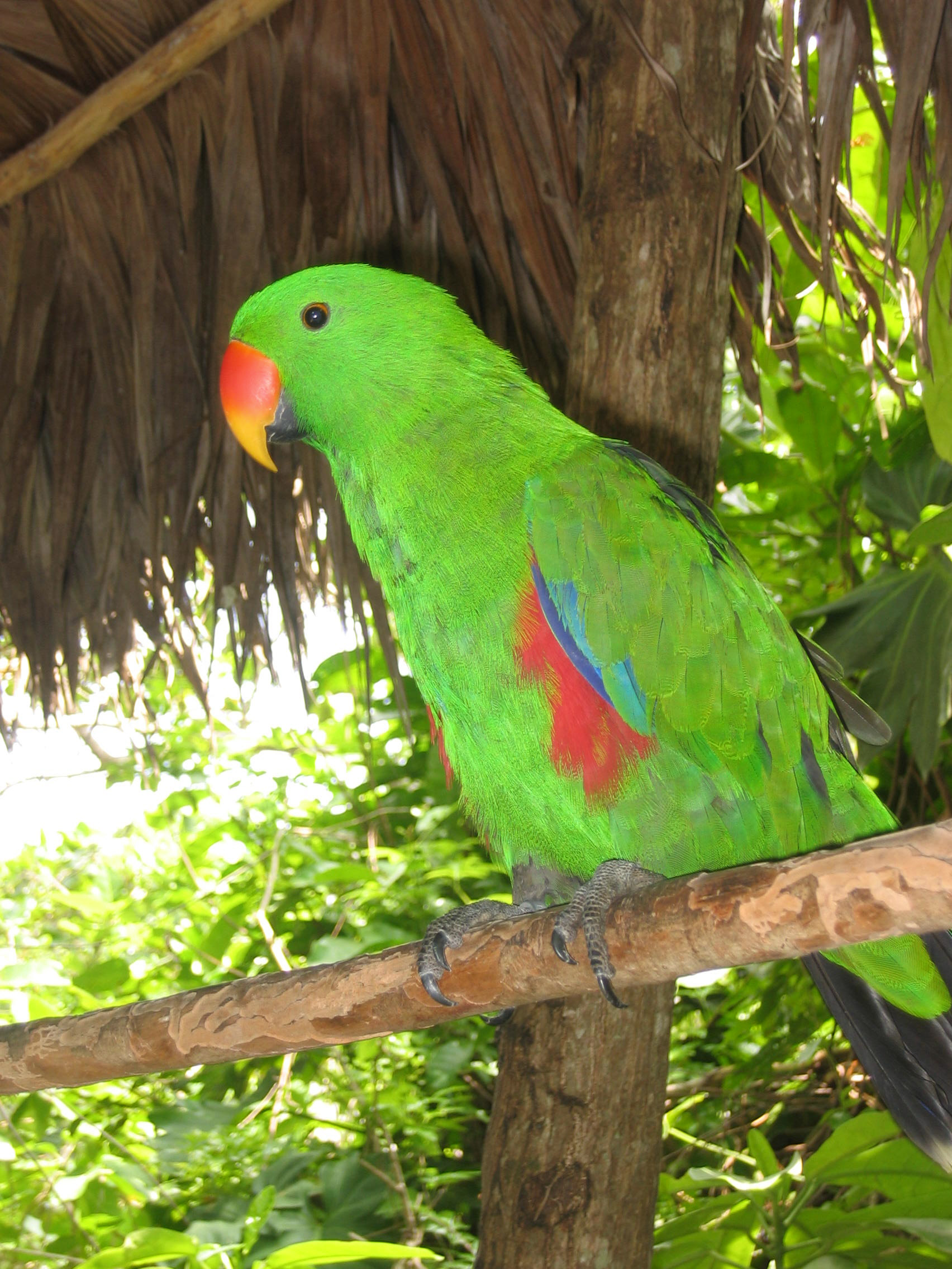 Eclectus