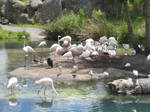 Flamingoes by birdybirdy