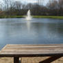 pond at butler park.