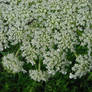 Queen Anne's Lace