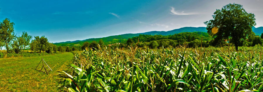 Corn Fed Deviantart Corn field by aleksabl on DeviantArt