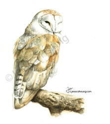 Barnowldeviant