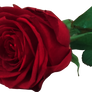 Red Rose Free PNG