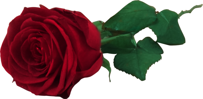 Red Rose Free PNG by MiloshJevremovic on DeviantArt