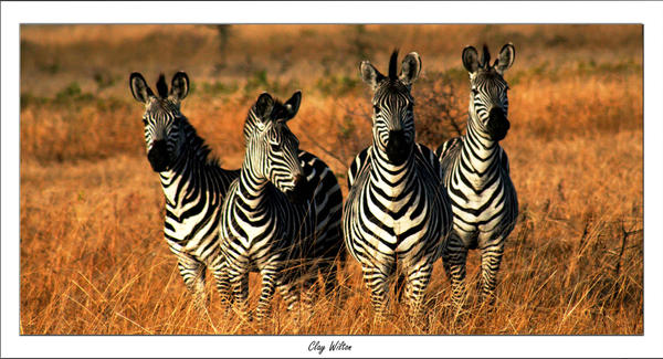 Curious Zebras.