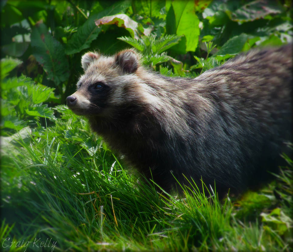 Wildlife Photography - Racoon by Focal-PointUK on DeviantArt