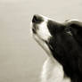 Crufts 2012 - Border Collie