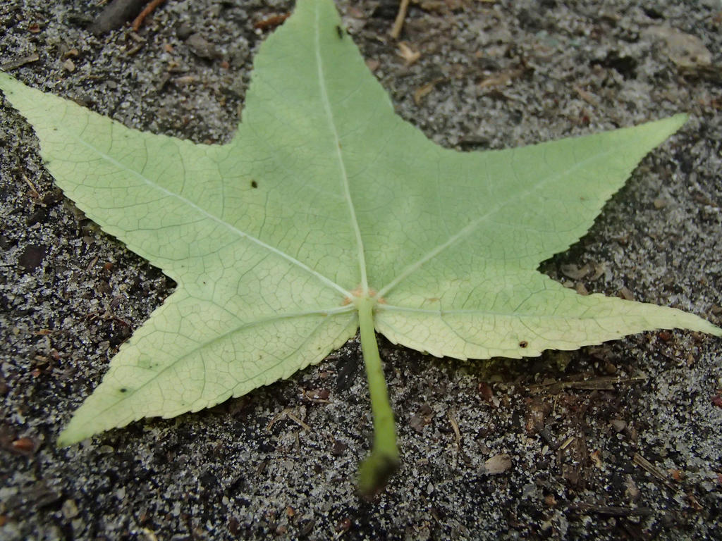 Leaf-1