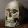 Skull_Still life study_01