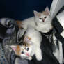 New Kitties