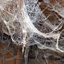 Spider webs 4
