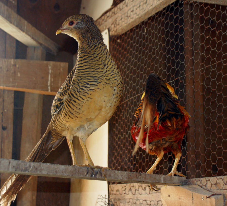 Yellow Golden Pheasant Hen