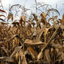 Corn