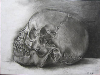 Skull Still Life