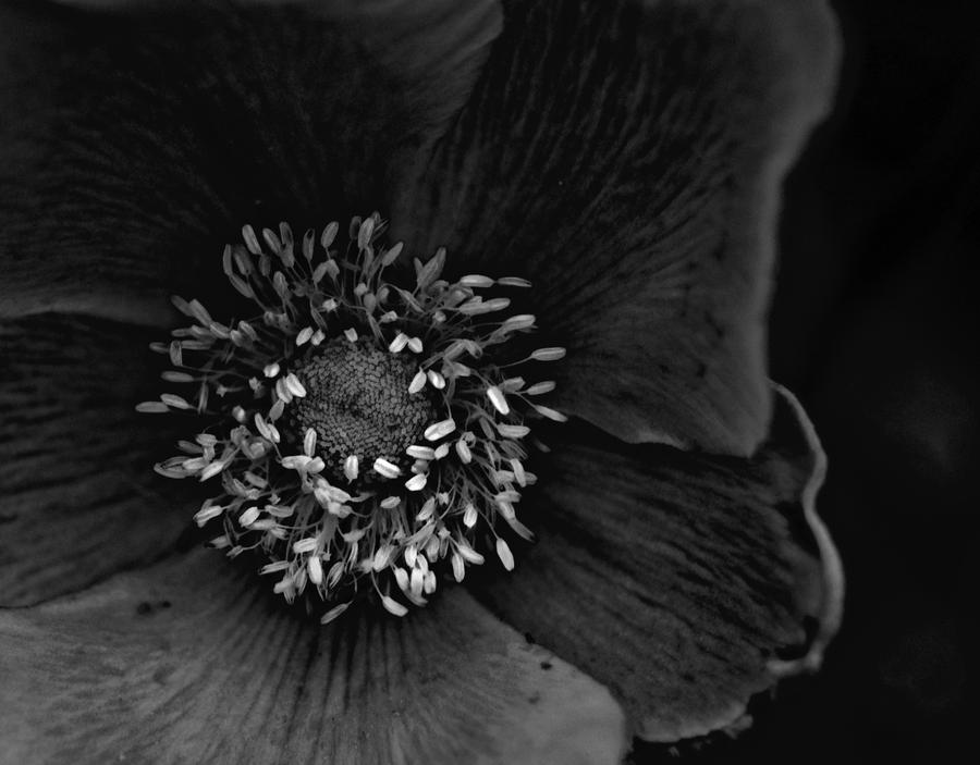 dark flower