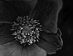 dark flower by kenazmedia