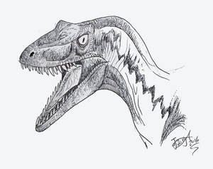 Raptor doodle