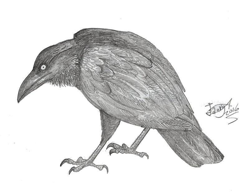 Corvus moriorum by HodariNundu on DeviantArt