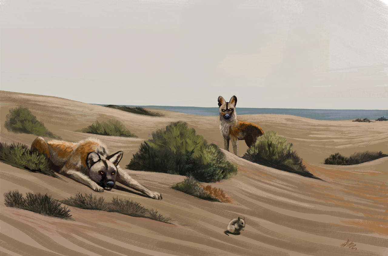 Cynotherium sardous by HodariNundu on DeviantArt