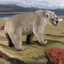 Patagonian Bear