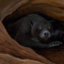 Bear Awake