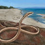 Psammophis odysseus!!