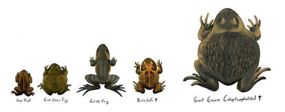 Chungus Frogs