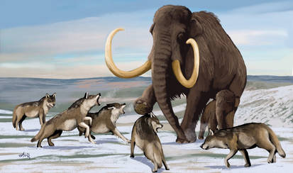 Mammoth vs Beringian Wolves