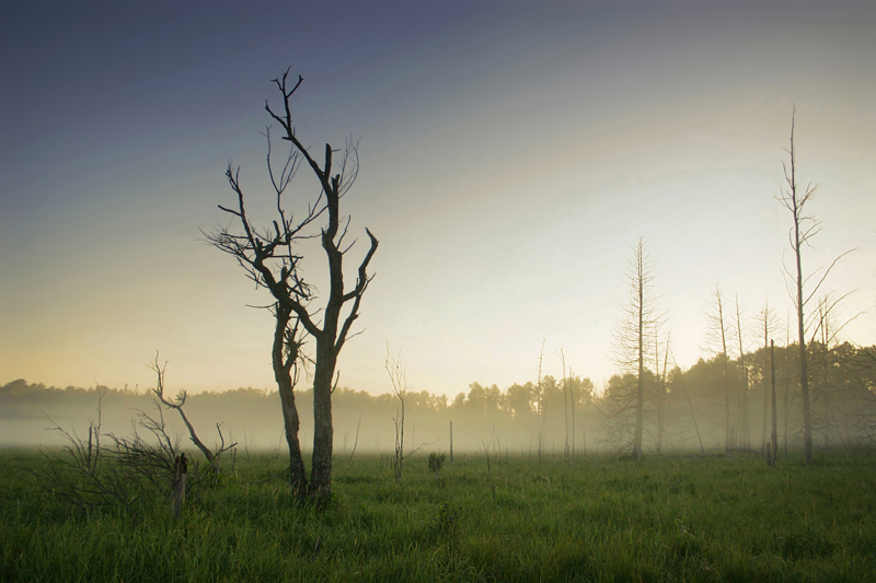 Dawn in the Deadwoods