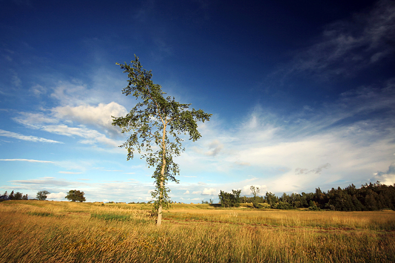 Bucolic Evening