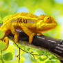 Chameleon Taxi
