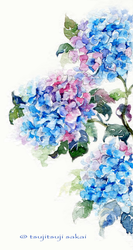 Hydrangea (scan)