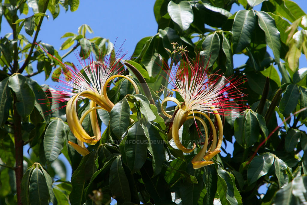 Munguba Tree Flower