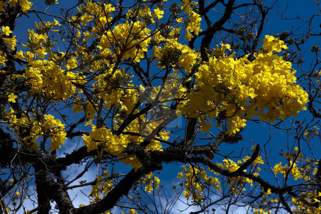 Yellow Ipe tree