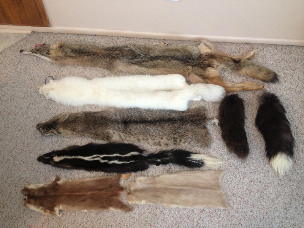 Pelts for SALE!!!