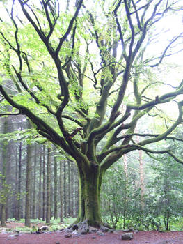 Merlin's tree