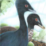 Troodon Formosus