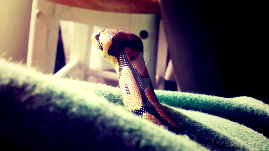 Python Regius by Anlmated on DeviantArt