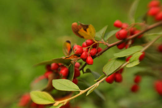 cranberries