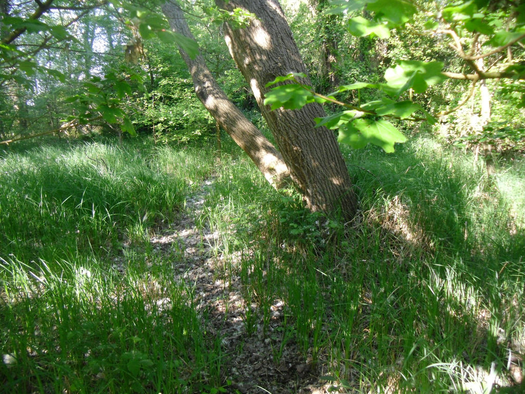 Passage in the woods