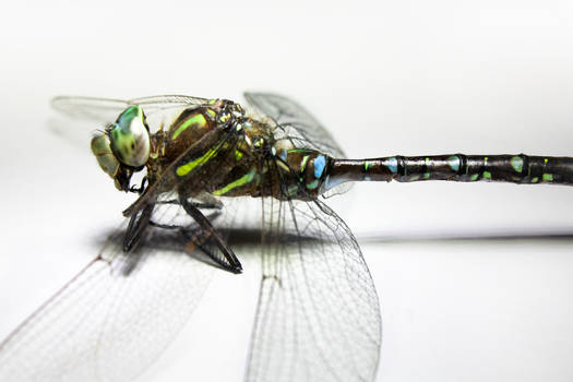 Dragonfly 1